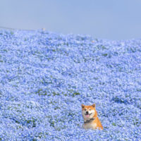 62354 Эти фотографии можно рассматривать вечно! Фотограф из Японии отлично передает всю красоту местного парка с помощью своей собаки