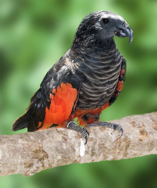 Орлиный попугай — птица, которая пугает и завораживает одновременно