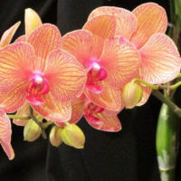 62628 Раньше считалось, что орхидея — сильный женский талисман. Так ли это?