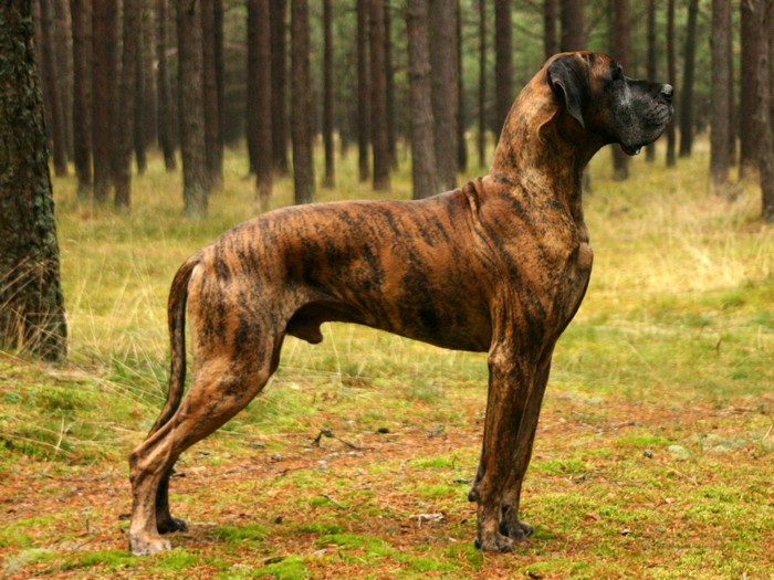 Самые сильные породы собак в мире