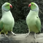 62916 Забавный диалог двух попугаев, невозможно удержаться от смеха!