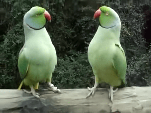 Забавный диалог двух попугаев, невозможно удержаться от смеха!
