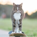 64898 Диджа, которою забрали из приюта, попала в книгу рекордов Гиннесса как самая умная кошка в мире!