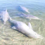 66385 Дельфин приносит людям подарки со дна океана и меняет их на еду