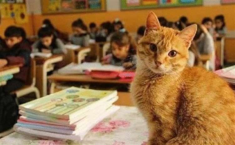 Ученик 3-го класса, кот Томбо устроил настоящую забастовку, когда его не пустили в школу
