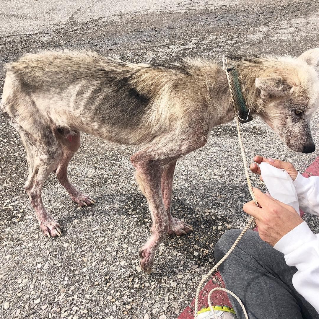 66434 Волонтеры выходили пса породы хаски, который 2 года сидел на цепи. Посмотрите в какого красавца он превратился!