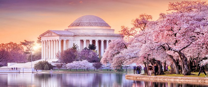 68417 Национальный фестиваль цветения сакуры в Вашингтоне